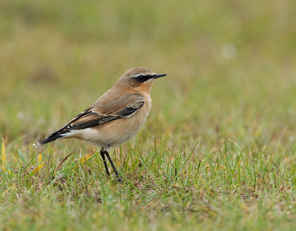 Oenanthe oenanthe Northern Wheatear Tapuit